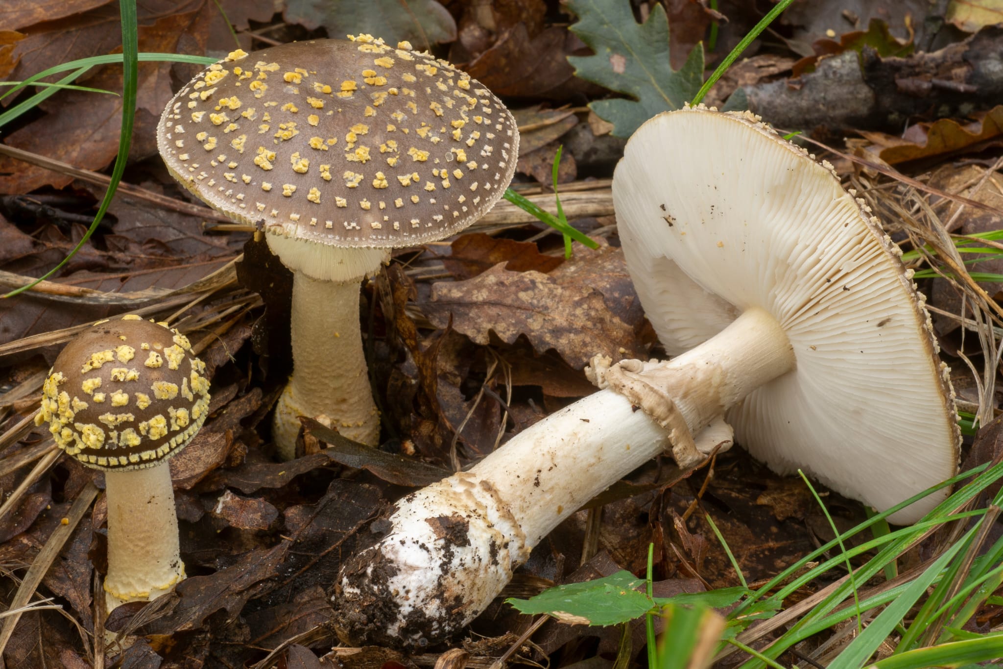 Foto Amanita franchetii